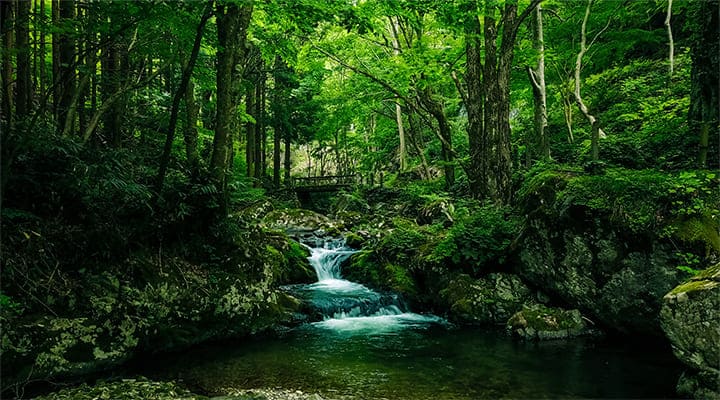 森を流れる川